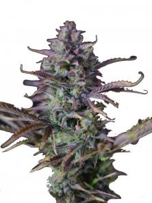 King's Kush