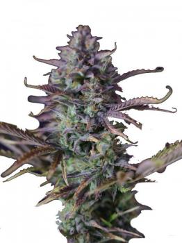 King's Kush