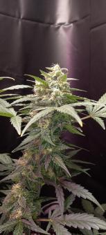 Original Auto AK - картинка 2