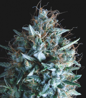 Tutankhamon x Runtz - картинка 1