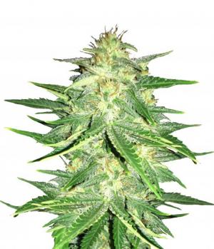 Lemon AK Auto fem