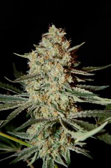 Himalaya Gold - картинка 1