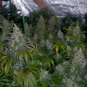 Critical Plus Fast