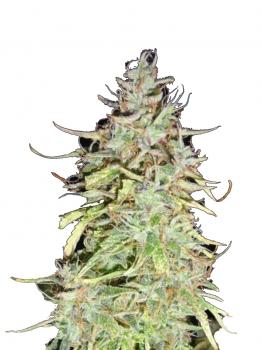 Girl Scout Cookies Auto fem