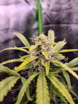 Big Bud Auto - картинка 5