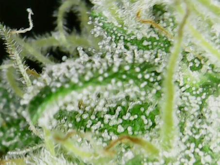 Super OG Kush - картинка 3