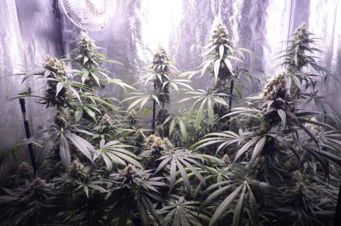 Galaxy CBD - картинка 5