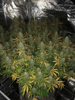 Black Jack - картинка 5