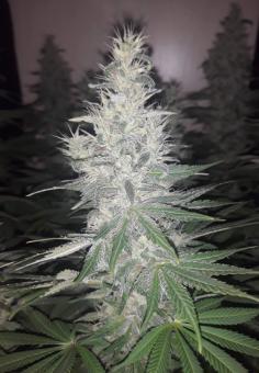 Nefertiti - картинка 1