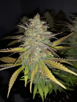 S.A.D. Sweet Afgani Delicious S1 - картинка 5