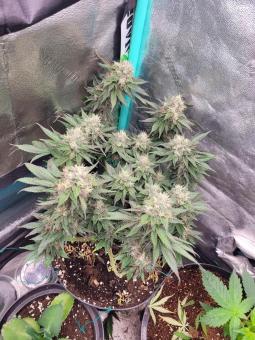 Tropicana Cookies FF - картинка 3