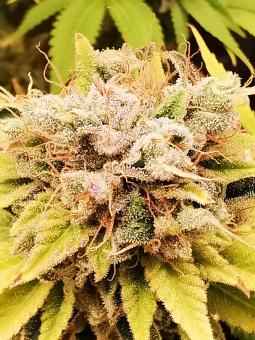 Original Glue Auto - картинка 4