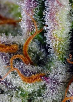 Mimosa Bruce Banner XL Auto - картинка 1