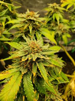 Skunk #1 Auto - картинка 3