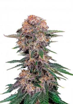 Cherry Cola Auto fem
