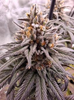 Gelato - картинка 1