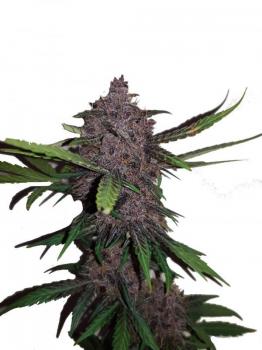 Crystal Meth Auto fem