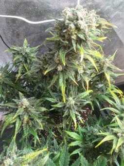 Big Devil #2 Auto - картинка 1