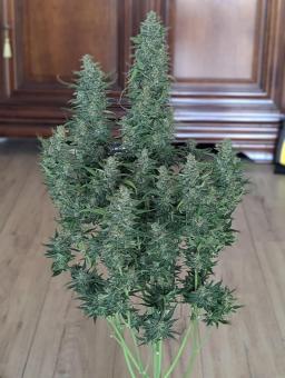 Lemon AK Auto - картинка 4