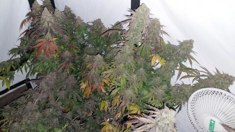 Super Lemon Haze x GMO - картинка 3