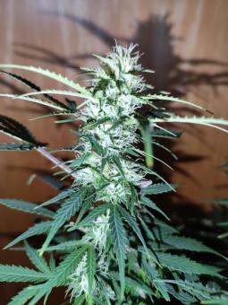 Critical Neville Haze Auto  - картинка 1