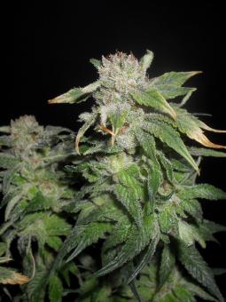 Black Jack Auto - картинка 2