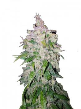Stardawg Auto fem