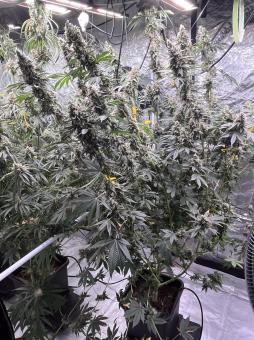 Chem Beyond Diesel® C.B.D. - картинка 1