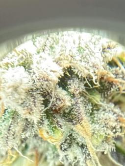 Stardawg Auto - картинка 1