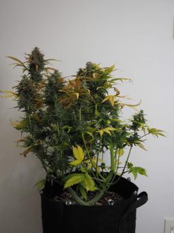 Big Devil XL Auto - картинка 6