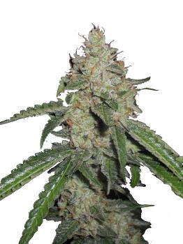 White Widow Auto