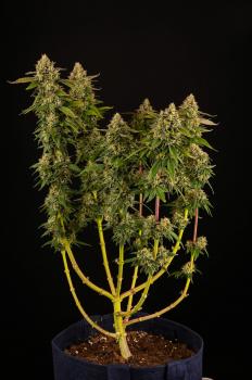 Mack & Crack Auto