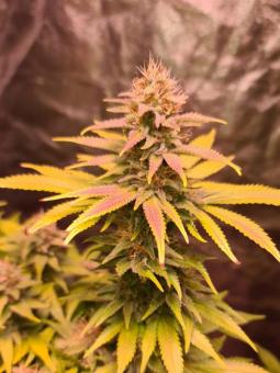 Bubble Kush Auto - картинка 6