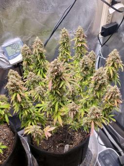 Cream Cookies Auto - картинка 2