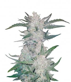 Mexican Airlines Auto fem