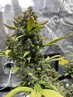 Bruce Banner Auto - картинка 2