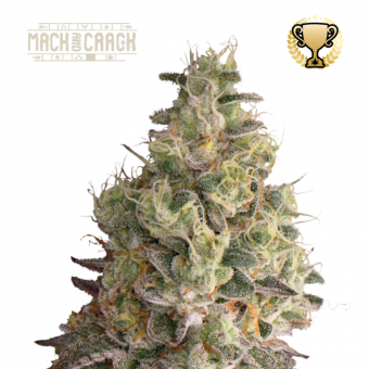 Mack & Crack Auto - картинка 1