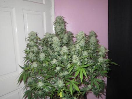 West Coast O.G. Auto - картинка 6