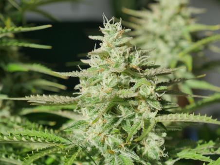 Girl Scout Cookies Auto - картинка 2