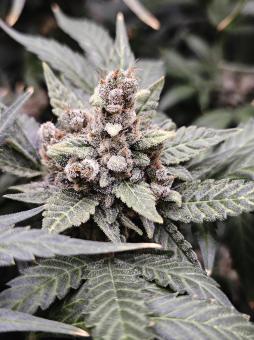 Frostbanger Auto - картинка 2