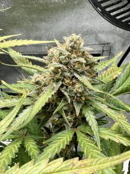 Sweet Mix Auto