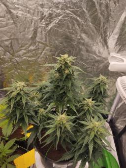 Lemon Cherry Cookies Auto - картинка 9