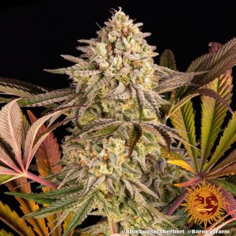 Blue Sunset Sherbert - картинка 3