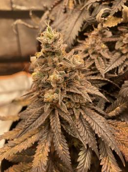 Watermelon Zkittlez