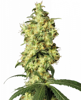 White Widow Auto