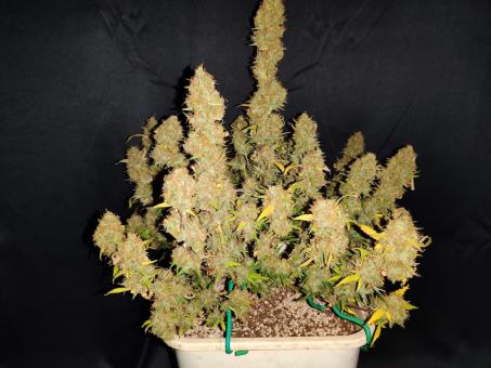 Northern Light Blue Auto - картинка 3