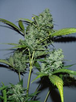 Auto White Russian - картинка 3