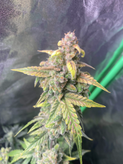 Exodus Cheese Auto - картинка 2