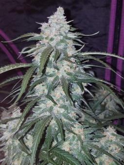 Pineapple Express Auto - картинка 8