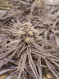 Buddha Gelato - картинка 7